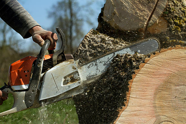 Tree Root Removal in Hebron Estates, KY